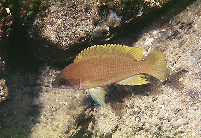 Neolamprologus mustax 'Moliro'